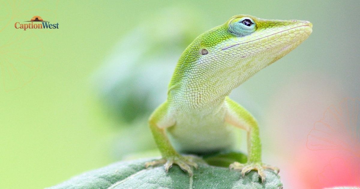 lizard captions